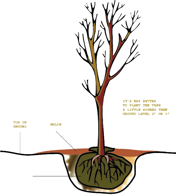Tree-copy100 - Plants (594x698)