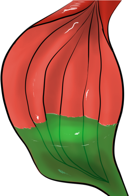 Free To Use With By Sniperg On - Stomach (600x675)