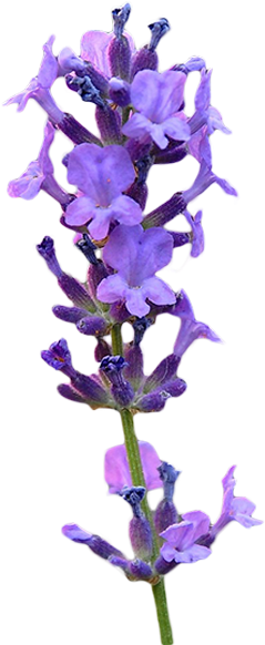 Png Lavender Clip Art Library Download - Lupin (700x600)