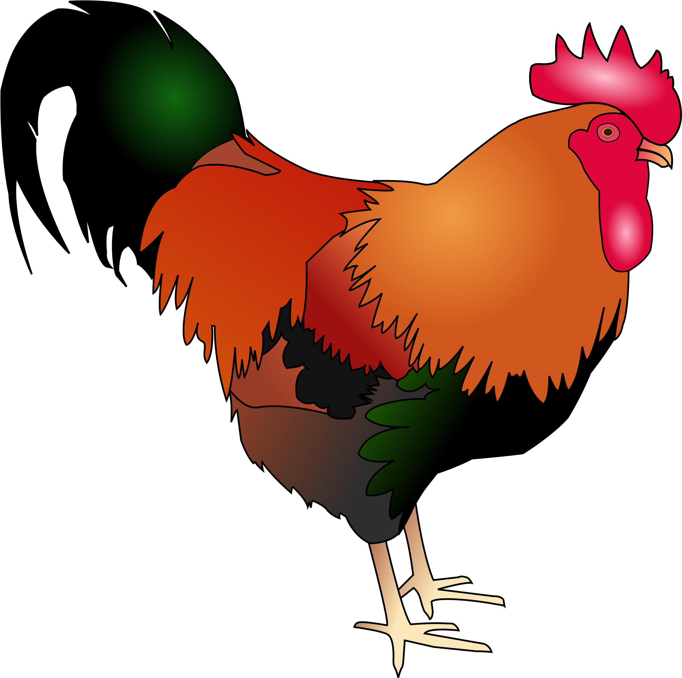 Rooster Welsummer Cochin Chicken Poultry Livestock - Cockerel Clipart (2400x2354)