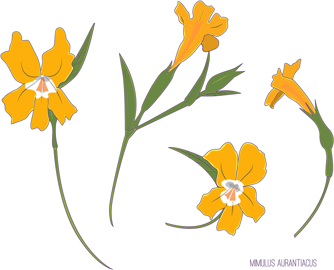 Native California Flower Project-flower - Orange Lily (1200x1002)