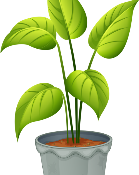Images Of Plants Free Clip Art Pictures - Flowering Plant And Non Flowering Plant (515x600)