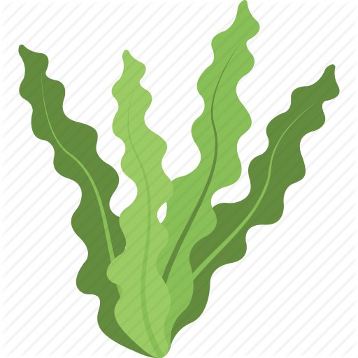 Algae Icon Png Clipart Algae Clip Art - Algae Icon Png (512x512)
