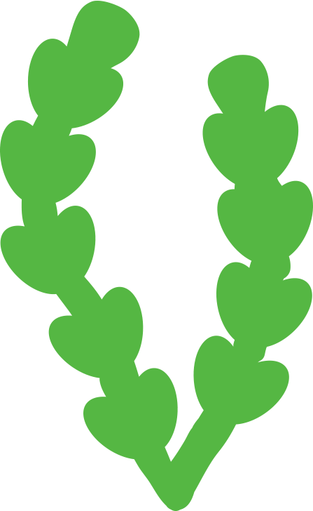 Drawing Seaweed Sea Leaves - Sea Plant Clipart (447x728)