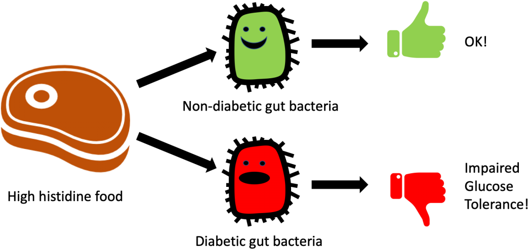 Gut Flora (1200x600)