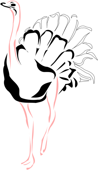 Common Ostrich Bird Beak Drawing Line Art - Ostrich Information In Hindi (530x750)