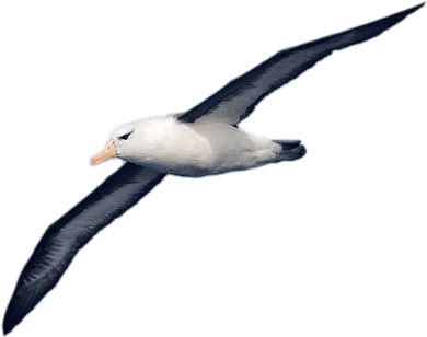 Albatross - Albatros Png (500x333)