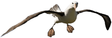 Albatross Open Feet - Black Browed Albatross (400x400)