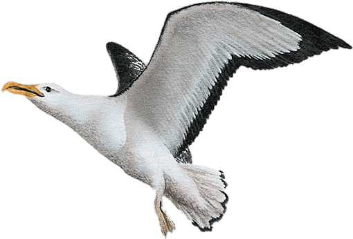 Clip Art Black And White Albatross Drawing Wing - Albatross Transparent Background (516x400)