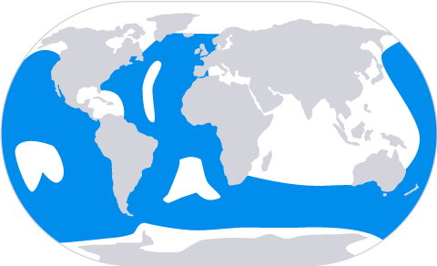 Png Free Library Open Waters Birds Ardenna - World Map Wood Wall Black (480x292)