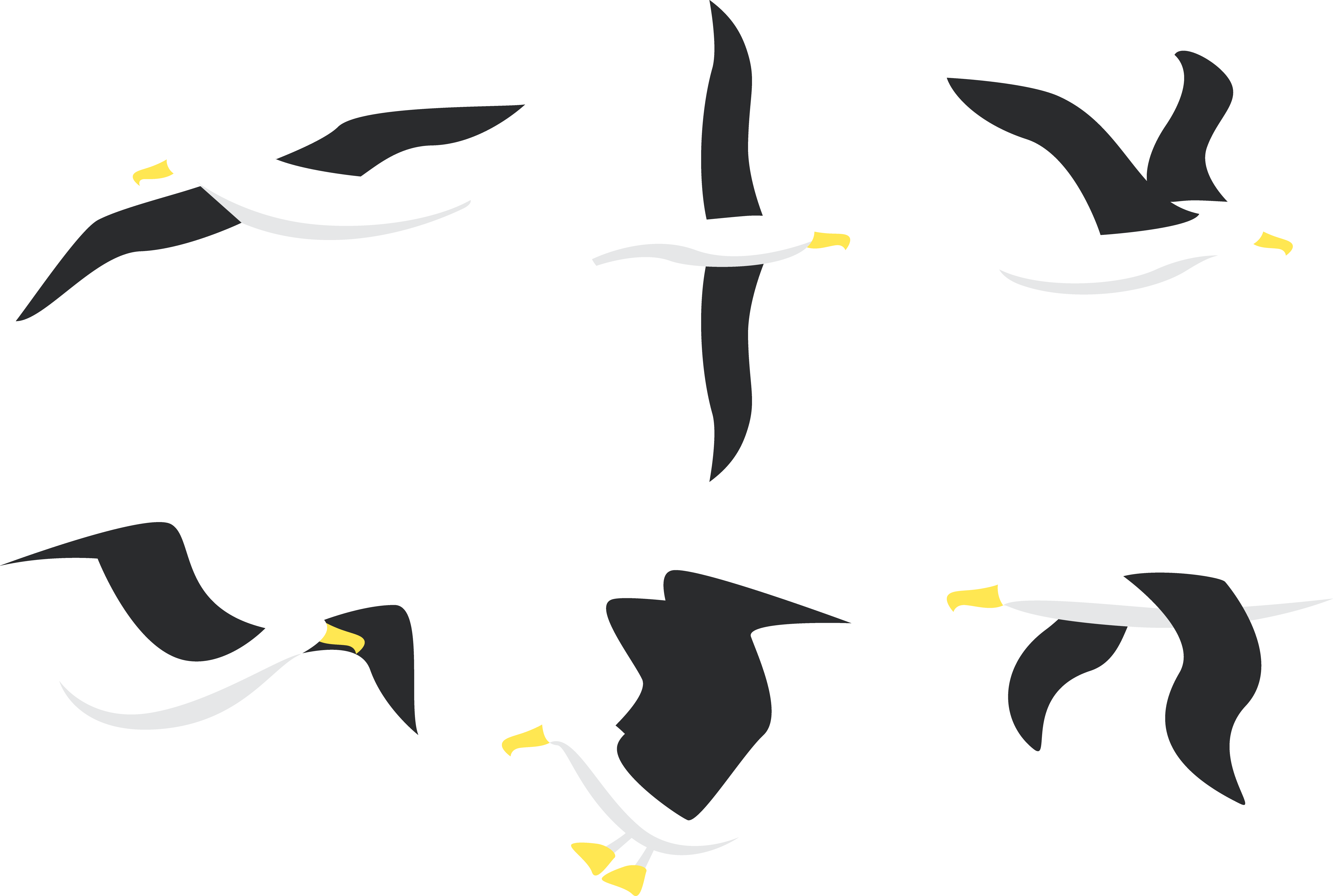 Picture Freeuse Download Penguin Bird Gulls Flight - Free Download Vector Albatross (5426x3647)