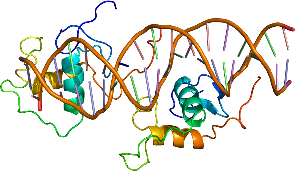 18lru0q3p53oxpng - Rev Erb Alpha Promoter (1071x644)