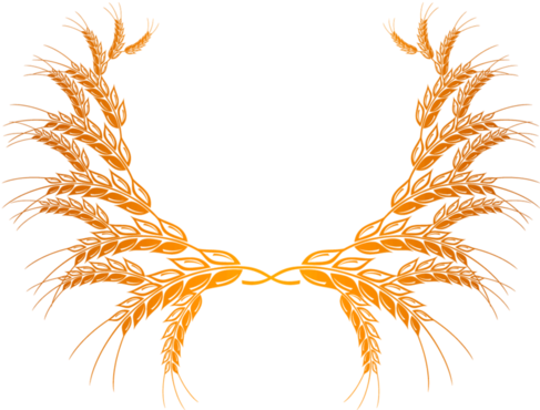 Wheat Png - Espigas De Trigo Png (500x375)