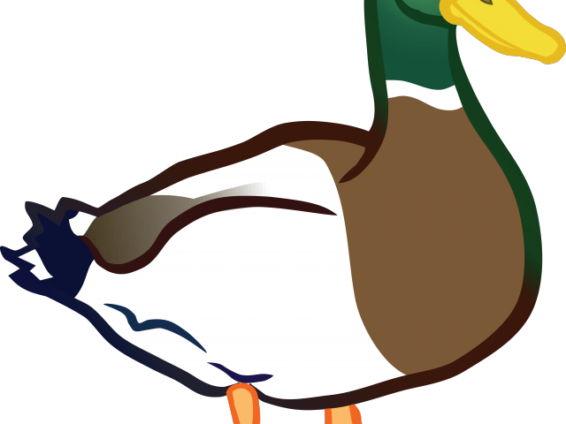 Iiii Clipart Duck - Clip Art Duck Png (640x480)