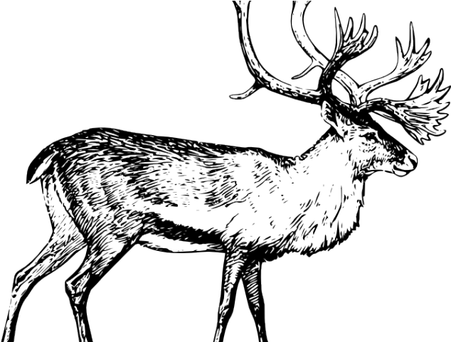 Caribou Clipart Clip Art - Caribou Clipart (640x480)