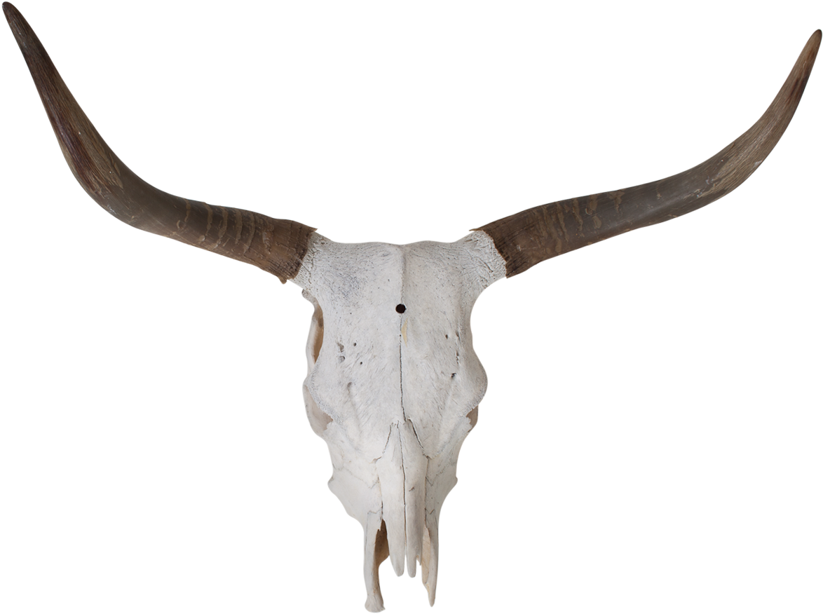 Collection Of Free Longhorn Vector Skull - Craneo De Toro Png (1200x1200)