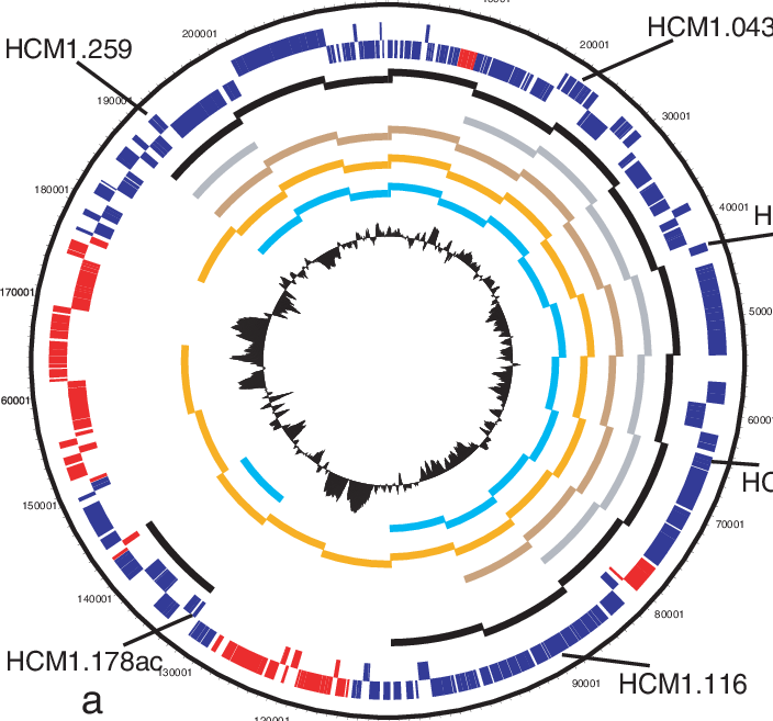 Long Range Pcr Of 10 Kb Amplicons Around Inchi1 Plasmids - Polymerase Chain Reaction (704x657)
