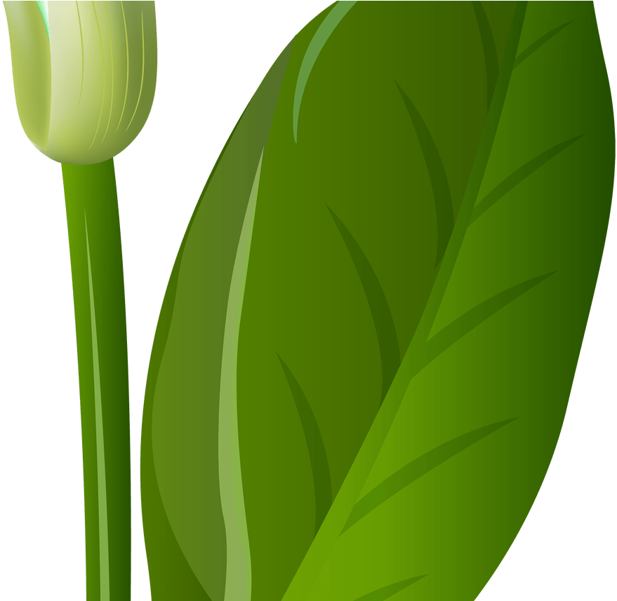 Calla Lilly Clip Art World Wide Clip Art Website - Clip Art (1368x855)