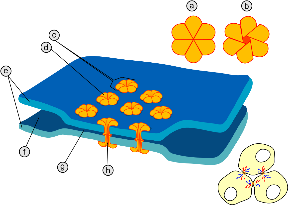 Gap Cell Junction Keys - Gap Junctions (1280x900)