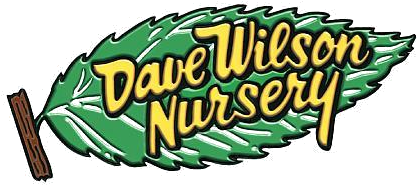 Large, Eggshaped Berries Are Pale Golden Yellow When - Dave Wilson Nursery (500x281)