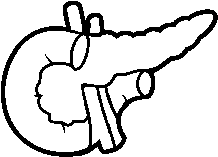 Clip Art Free Stock Human Body Coloring Book Liver - Pancreas Para Pintar (600x470)