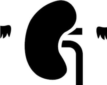 Kidney Archives - Kidney (350x350)