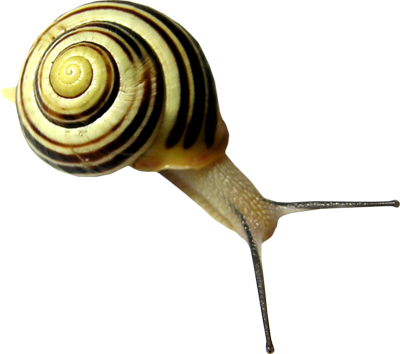 Snail Png - Snails Png (400x354)