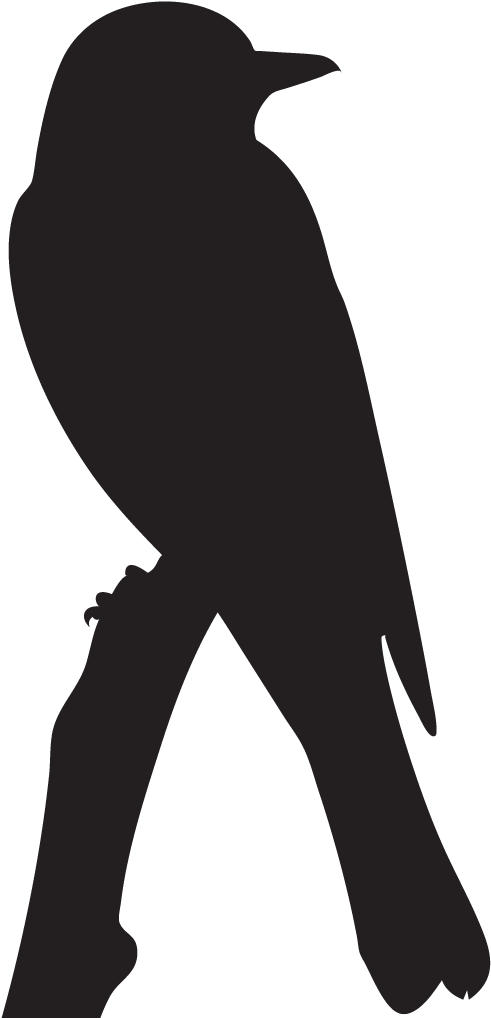 Scissor-tailed Flycatcher - Scissor Tail Fly Catcher Png (1024x1024)