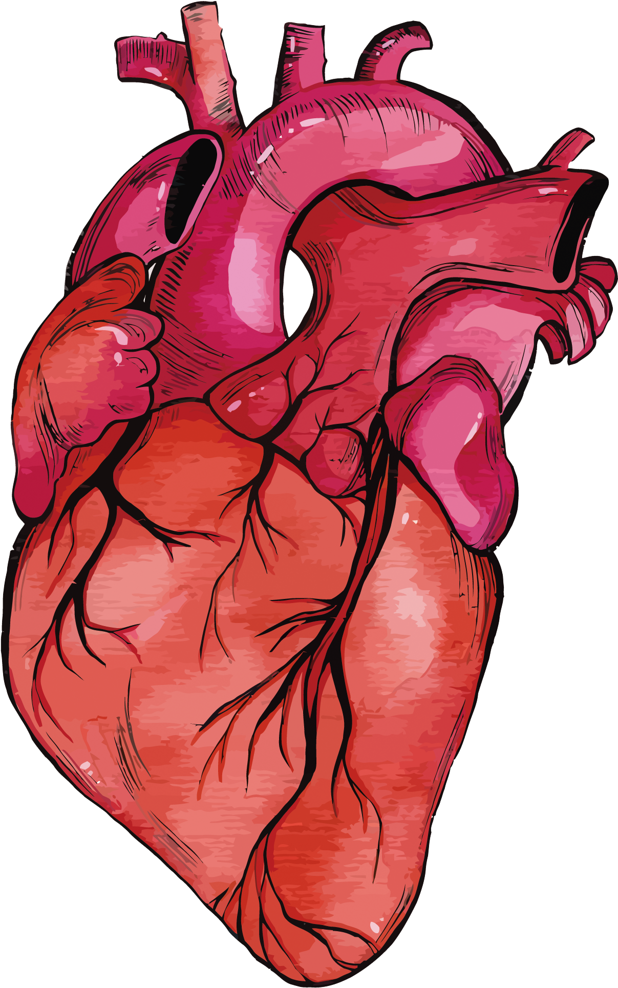 National Heart Month - Realistic Heart Model Png (1500x2118)