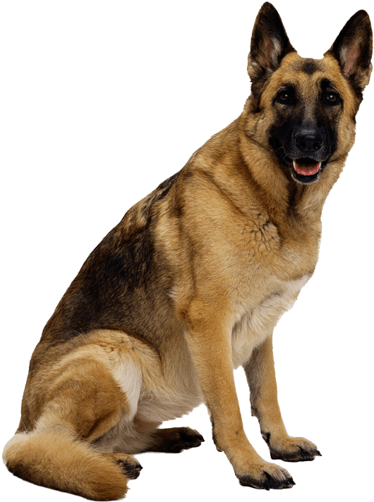 19 Clipart - German Shepherd Png Dog (800x800)