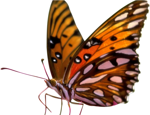 Butterfly Clipart Transparent Background - Quantas Patas Tem A Borboleta (640x480)