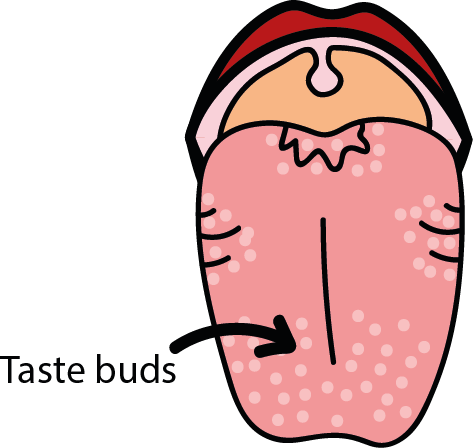 Clipart Library Download Taste Texture And - Tongue Taste Buds Clipart (473x448)