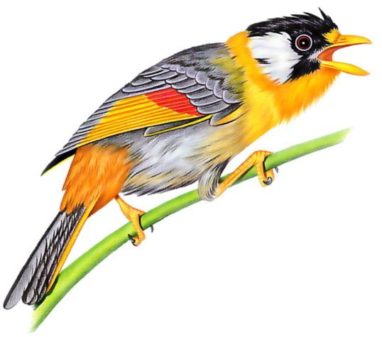 Online Diary, Diversity, Diaries, Picnic, Clip Art, - Finch (700x663)