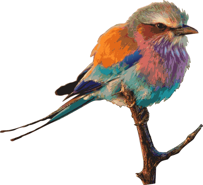 Eastern Bluebird Birds & Birding Drawing Birdwatching - Lilac Breasted Roller Png (823x750)