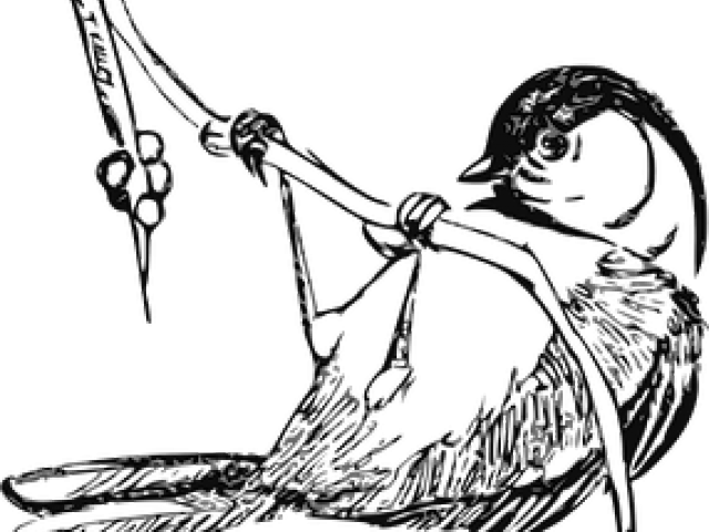 Finch Clipart Black And White - Realistic Bird Line Drawing (640x480)