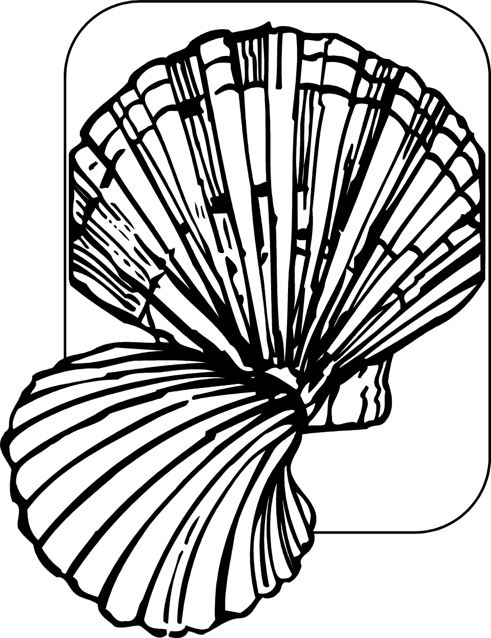 Svg Royalty Free Library Sea Shells Free Stock Photo - Stock Photography (958x1243)