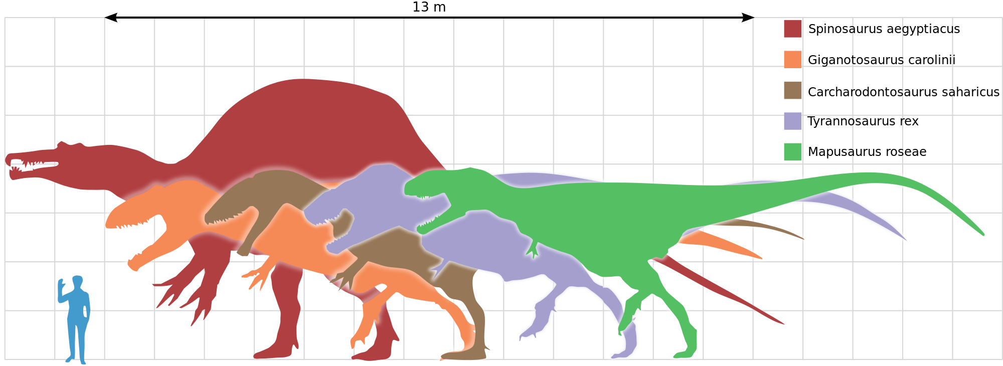 File - Largesttheropods - Svg - Spinosaurus Vs Giganotosaurus (2000x730)