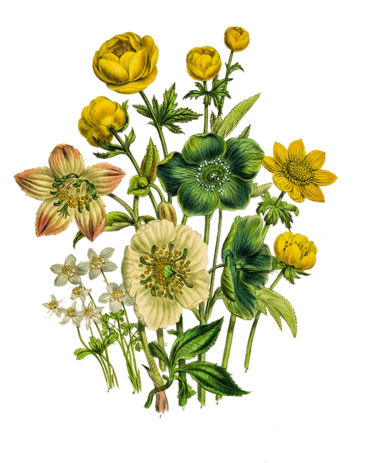 Http - //www - Liveinternet - Ru/users/4489695/rubric/ - Jane Loudon Antique Botanical Print Prints (384x500)