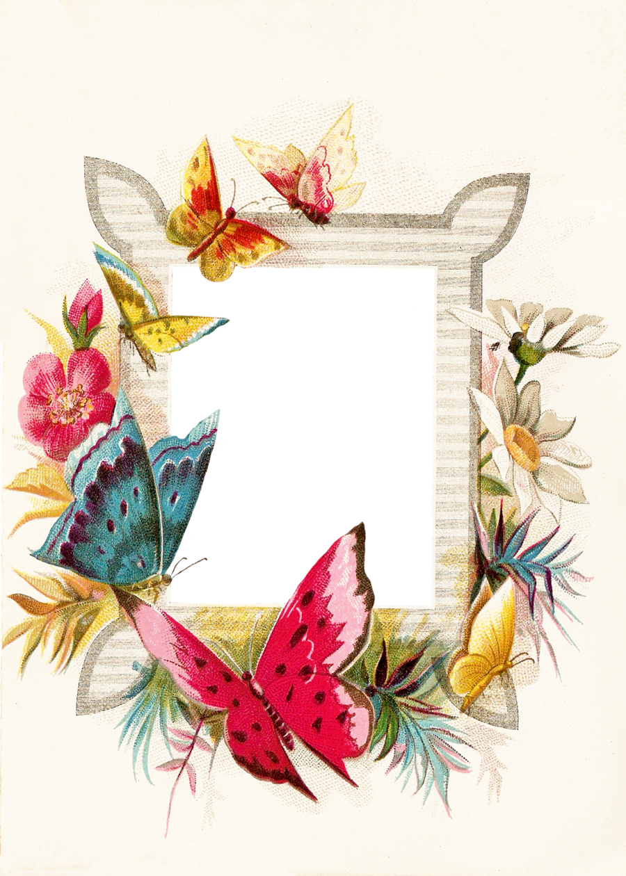 Butterfly Borders And Frames Png Clipart Butterfly - Transparent Butterfly Border (900x1260)