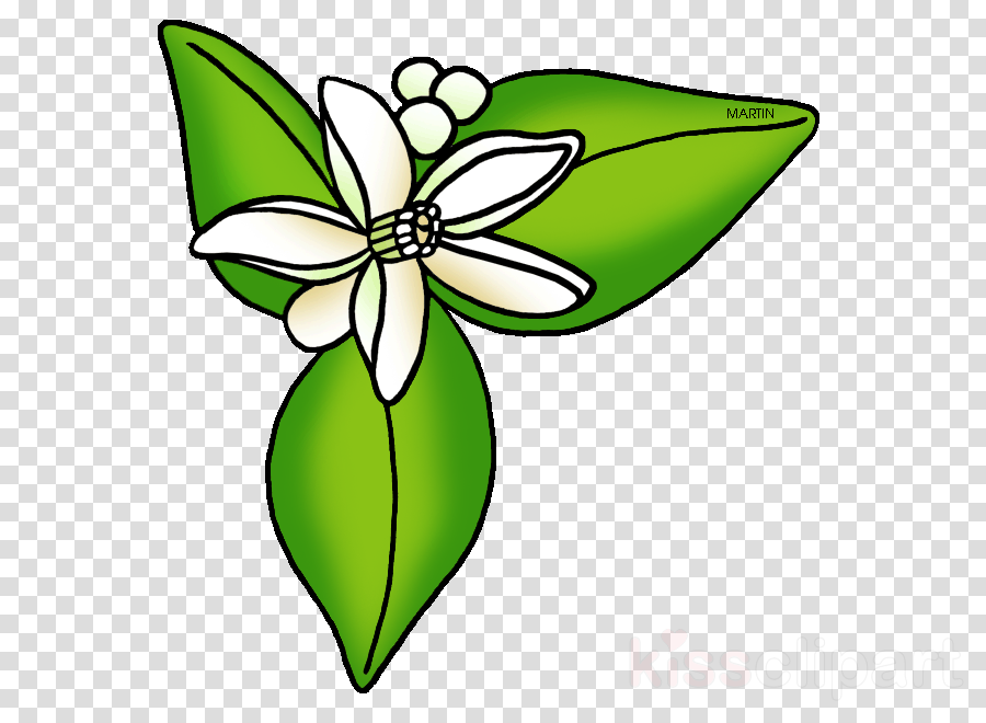 Download Florida Clipart Orange Blossom Clip Art Green - Location Symbol Transparent Background (900x660)