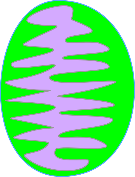This Free Clip Arts Design Of Mitochondria Green 3 - This Free Clip Arts Design Of Mitochondria Green 3 (456x597)