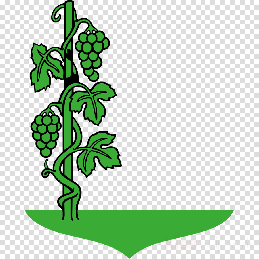 Cartoon Vine Clipart Common Grape Vine Clip Art - Cartoon Images Of Grapes Plant (900x900)