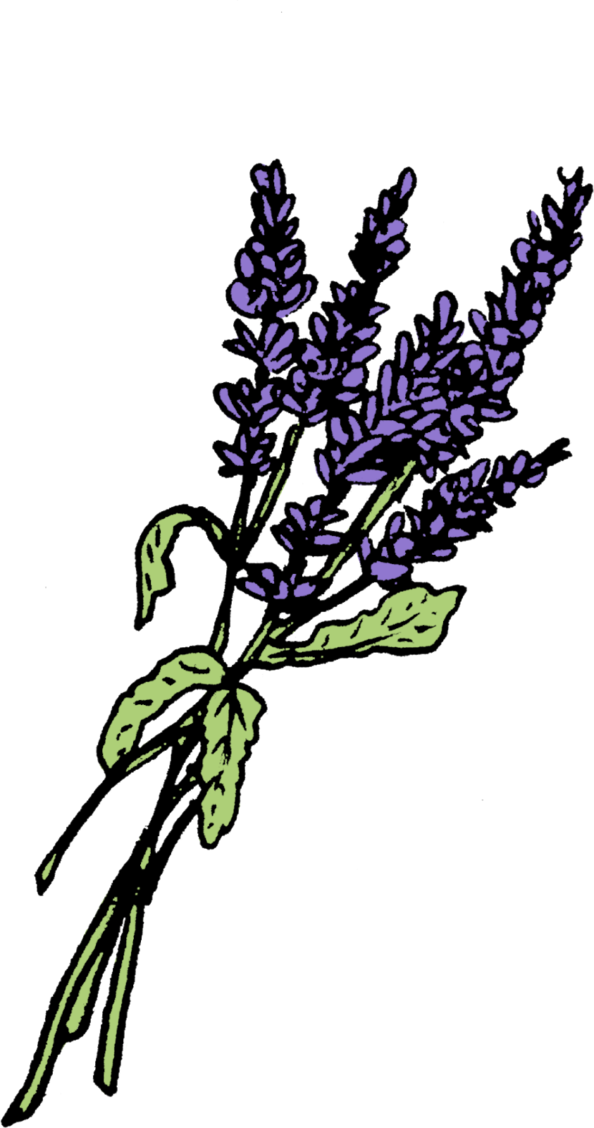Lavender Graphics Leaf Twig Plant Stem - Plant Stem (843x1600)