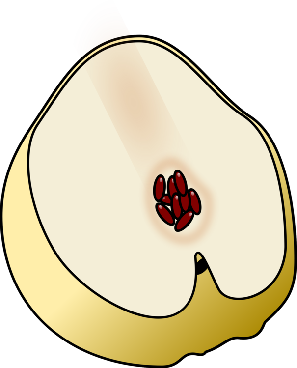 Fruit Clipart Cheese - Membrillo Png (605x749)