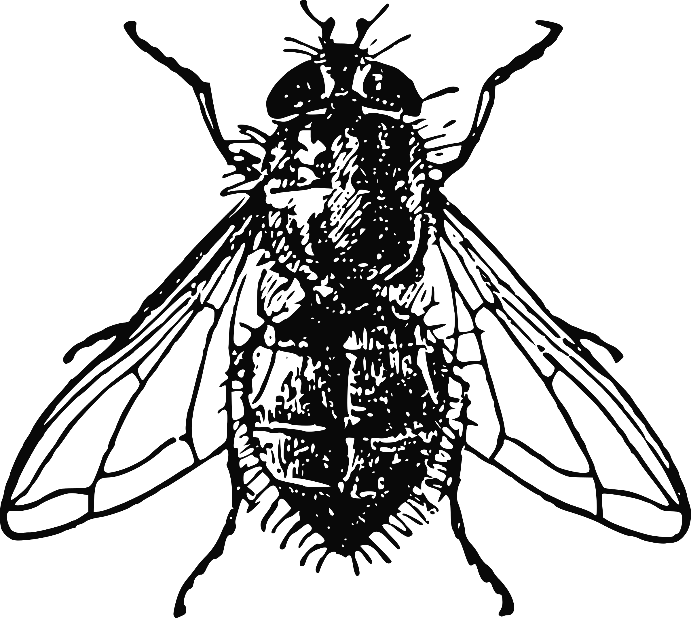 Drawing flies. Муха на белом фоне. Муха черно белая. Муха (насекомое). Муха рисунок.