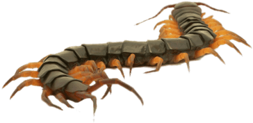 Close Up Of A Brown Centipede - Centipede Png Transparent (400x400)