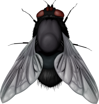 Fly Insects - Fly Png (341x360)