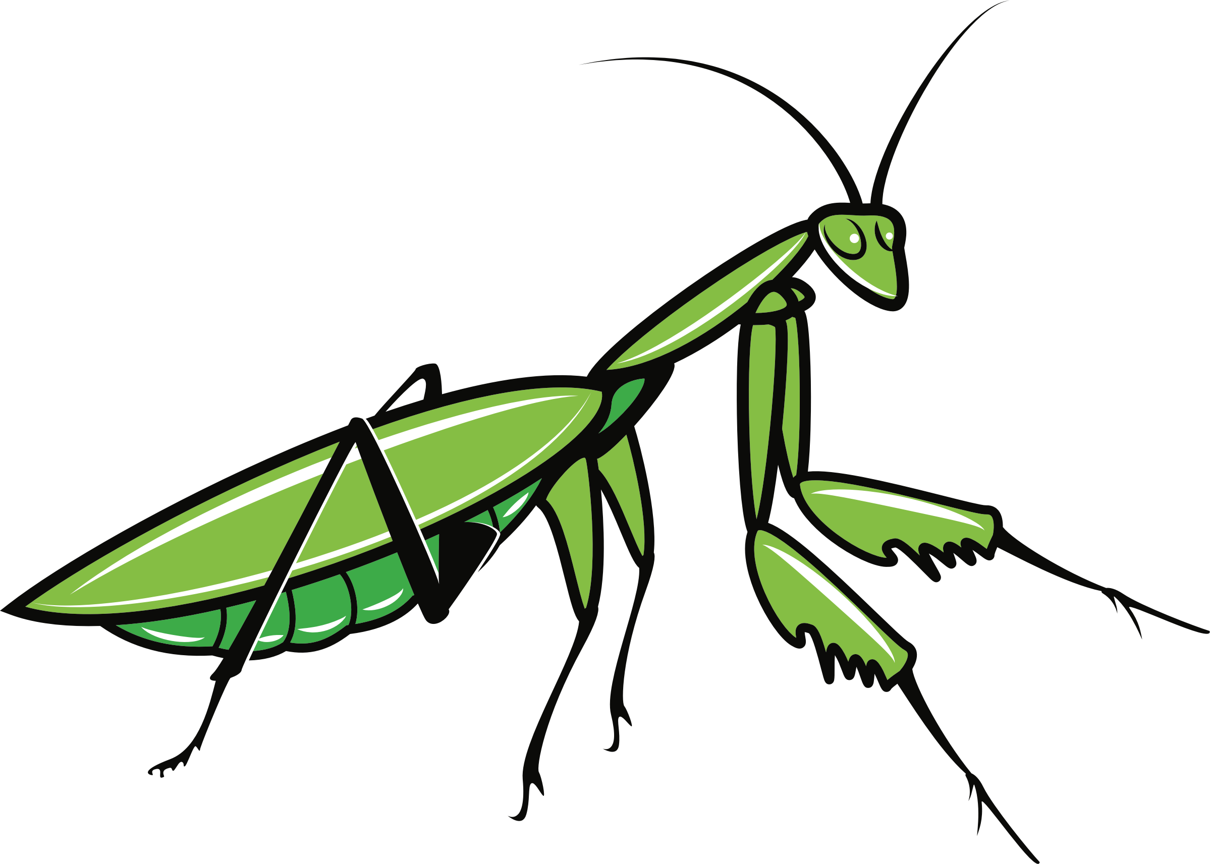 Clipart - Praying Mantis Clipart (2398x1713)