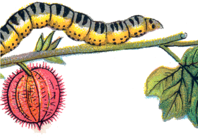 Caterpillar Clipart Transparent Background - Vintage Butterfly And Moth Illustrat Throw Blanket (640x480)