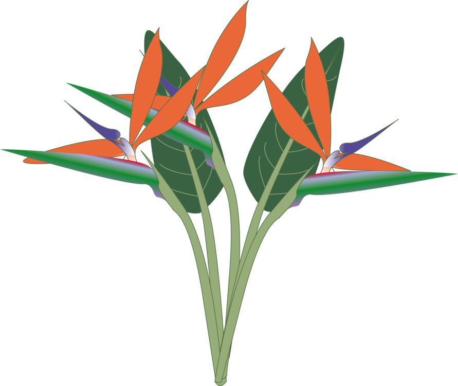 Bird Of Paradise The Birds Of Paradise Bird Of Paradise - Bird Of Paradise Png (891x750)